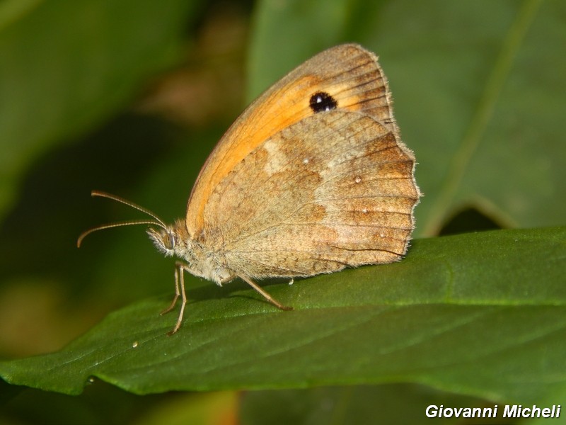 Parco del ticino : incontri del 23/8/14